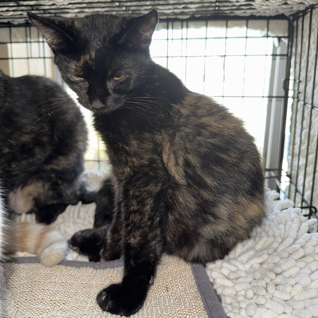 Pippa, Adoptable, Kitten Female Domestic Short Hair.