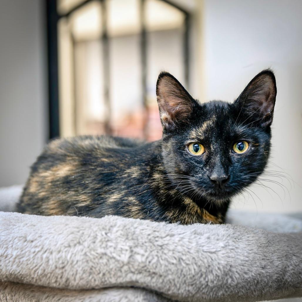 Enlarge Pippa, a Adoptable Domestic Short Hair in Las Vegas, NV image 2/3