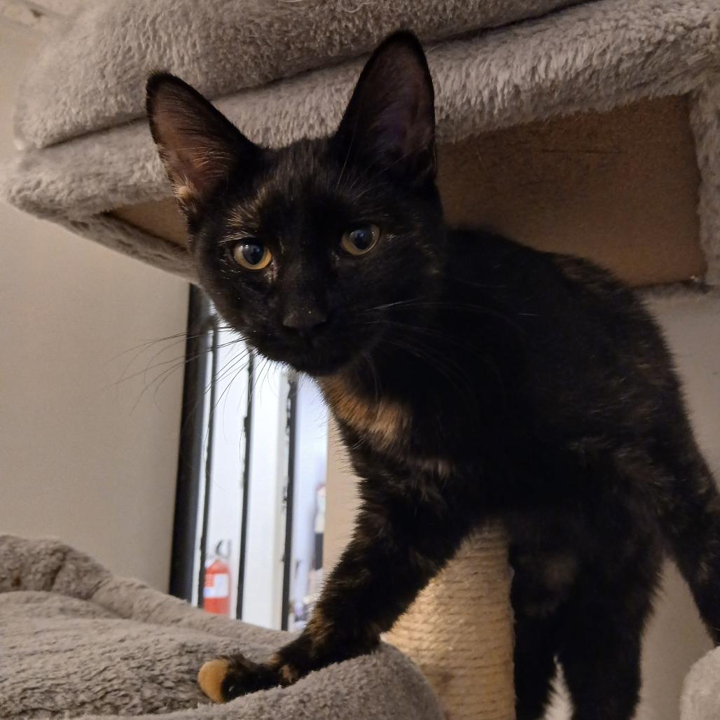 Enlarge Pippa, a Adoptable Domestic Short Hair in Las Vegas, NV image 3/3