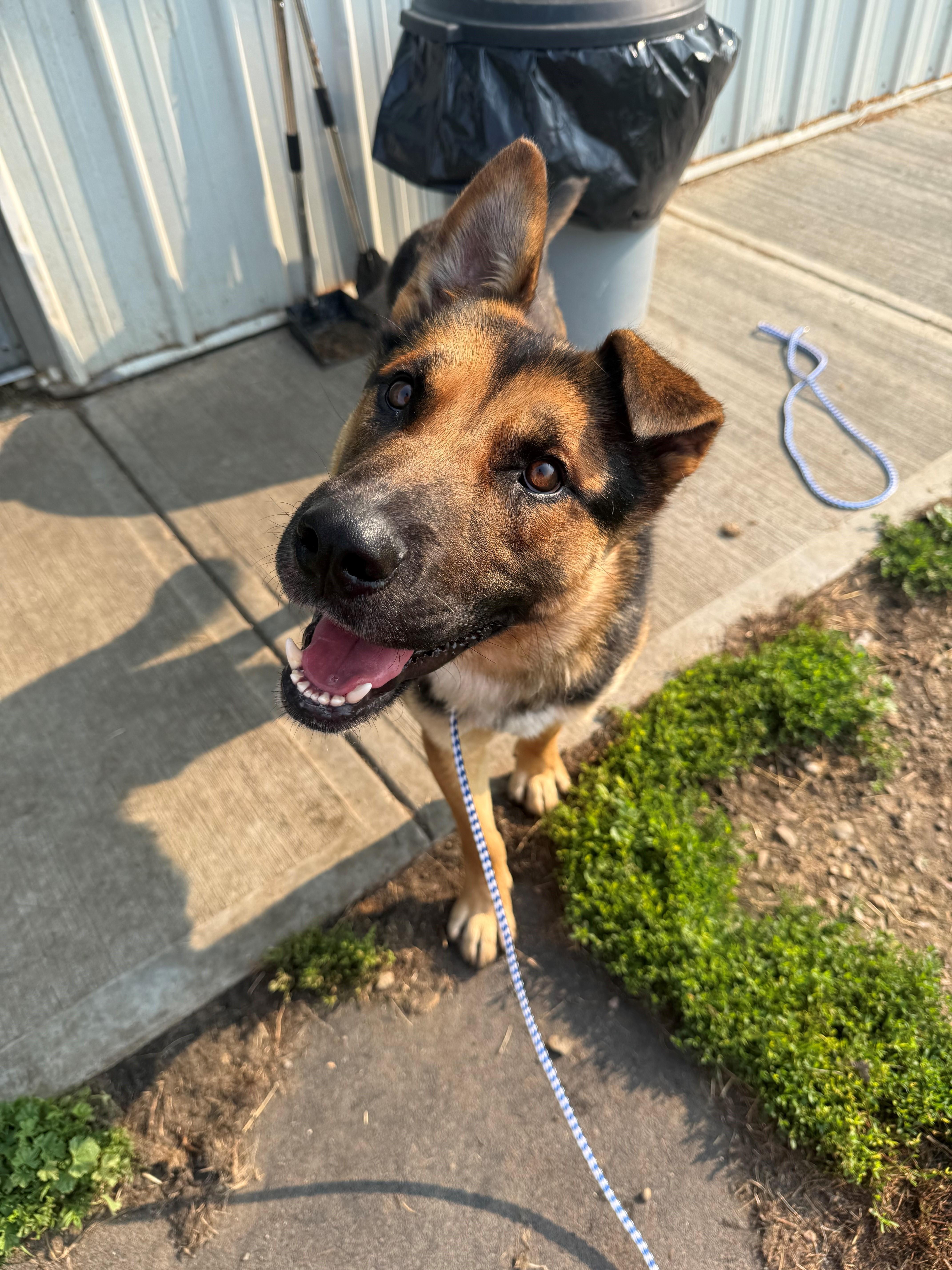 Duke, ADOPTABLE, Young Male German Shepherd Dog.