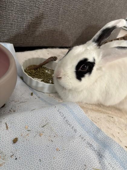 Black Eyes, Adoptable, Adult Female Bunny Rabbit.