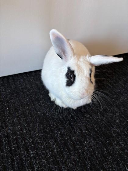 Enlarge Black Eyes, a Adoptable Bunny Rabbit in Montreal, QC image 1/3