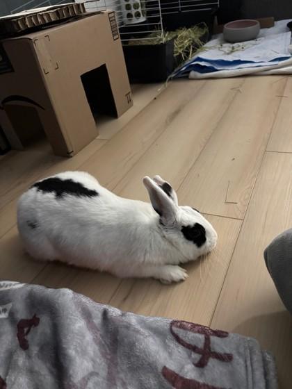 Enlarge Black Eyes, a Adoptable Bunny Rabbit in Montreal, QC image 2/3