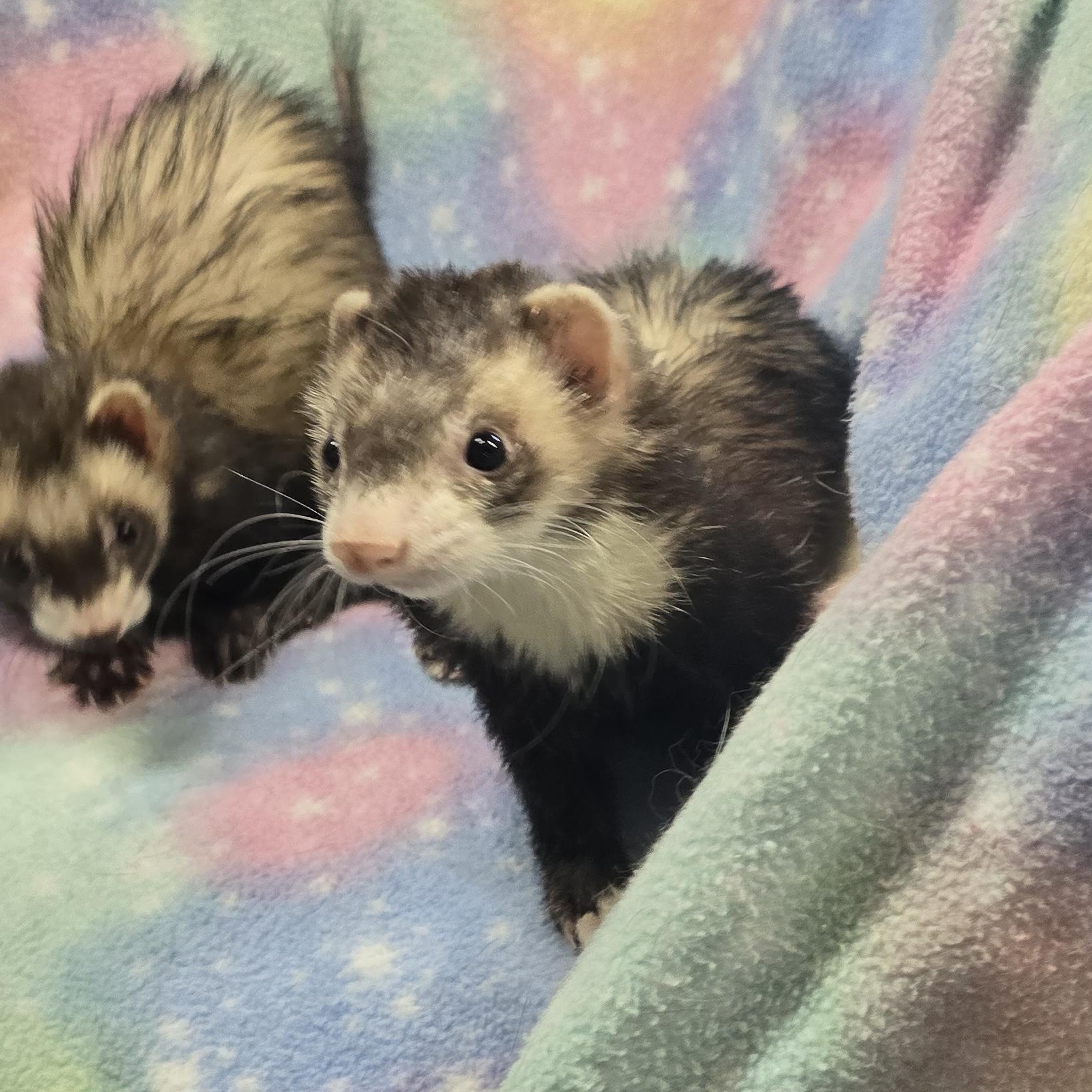 Enlarge Madison and Wilson, a ADOPTABLE Ferret in Randolph, NJ image 3/3
