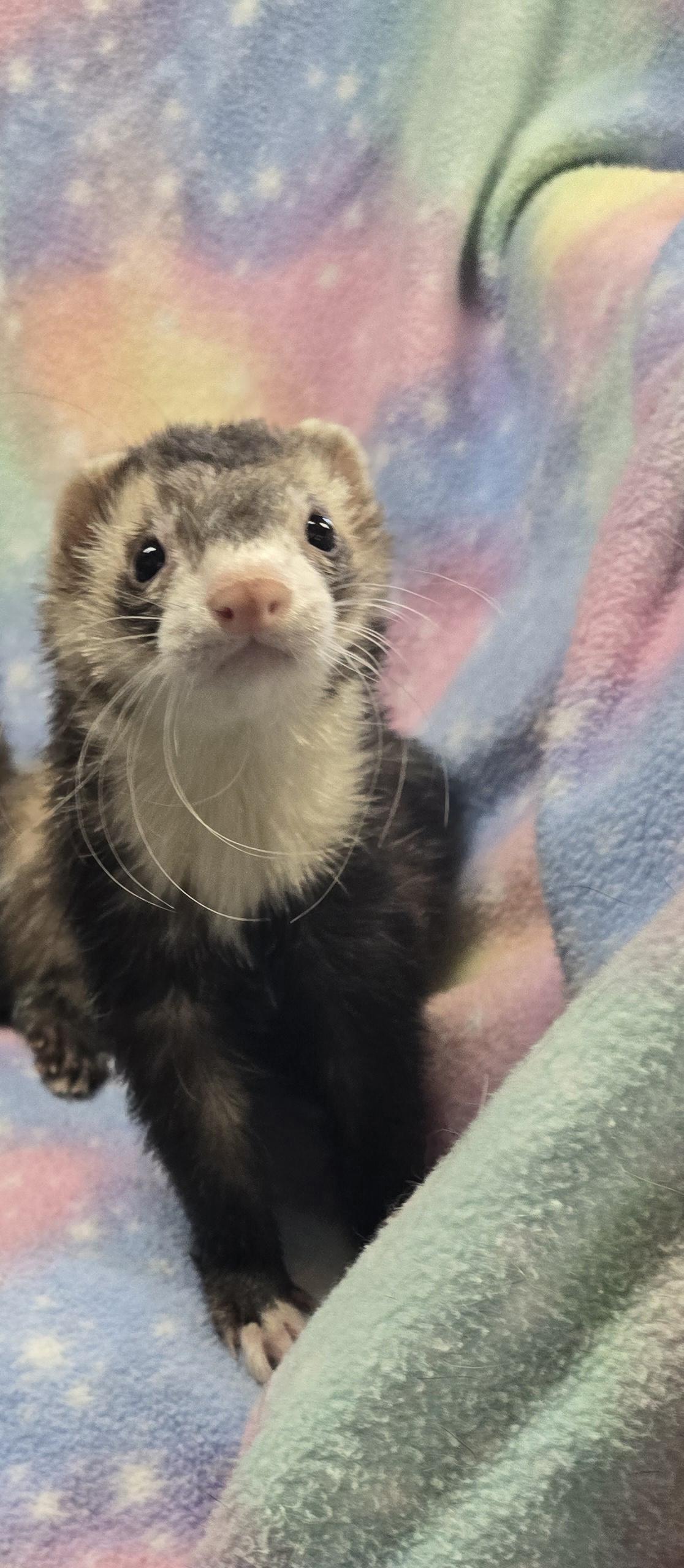 Enlarge Madison and Wilson, a ADOPTABLE Ferret in Randolph, NJ image 1/3