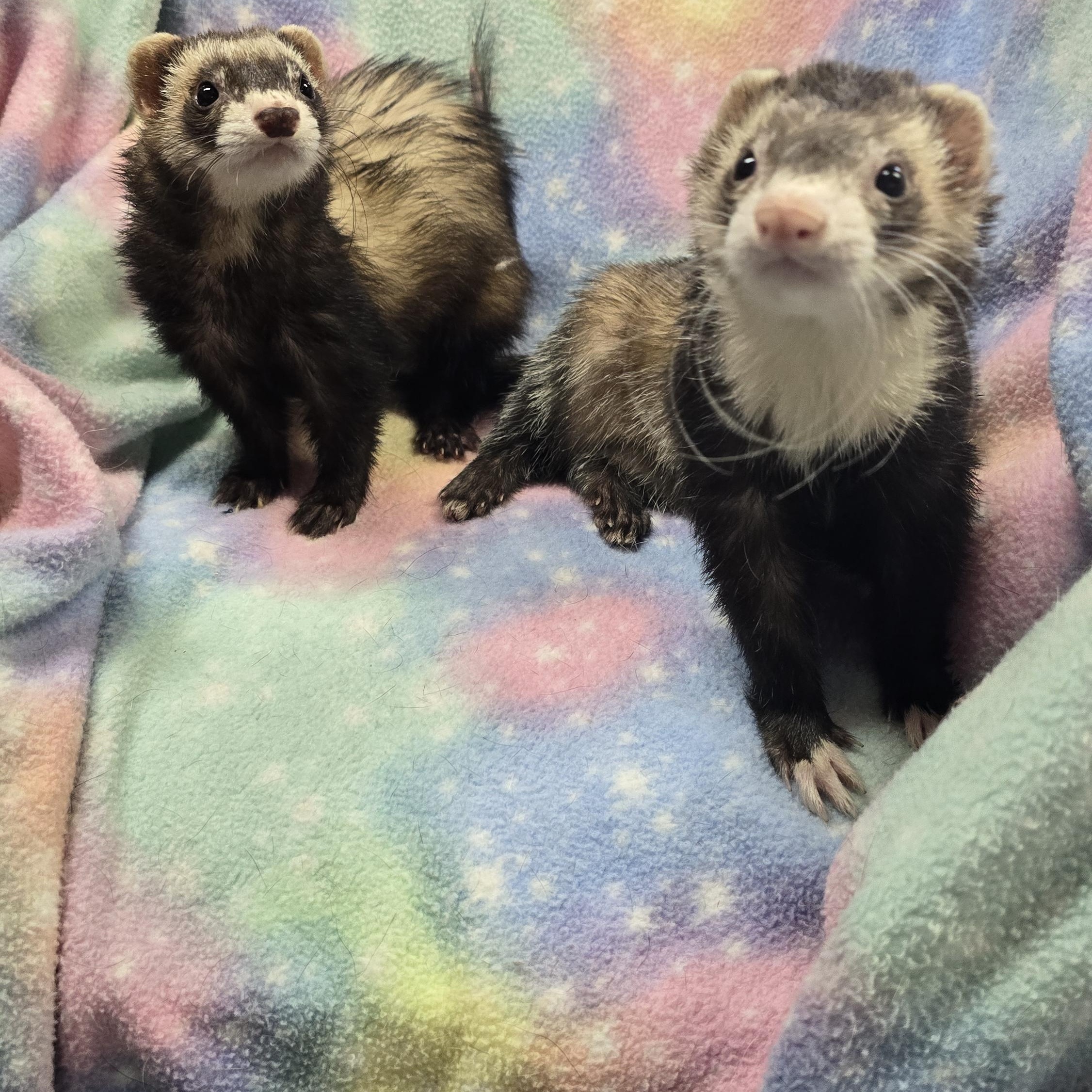Enlarge Madison and Wilson, a ADOPTABLE Ferret in Randolph, NJ image 2/3