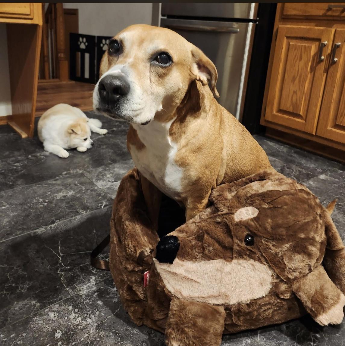 Poppy, ADOPTABLE, Senior Female Boxer & Pit Bull Terrier.
