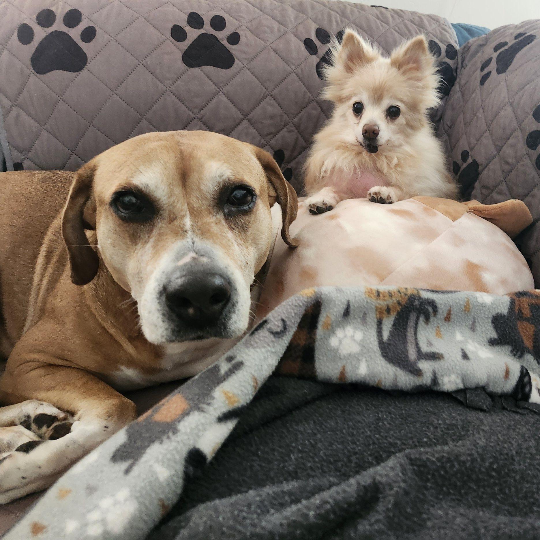 Enlarge Poppy, a ADOPTABLE mixed breed in Whitewater, WI image 2/6