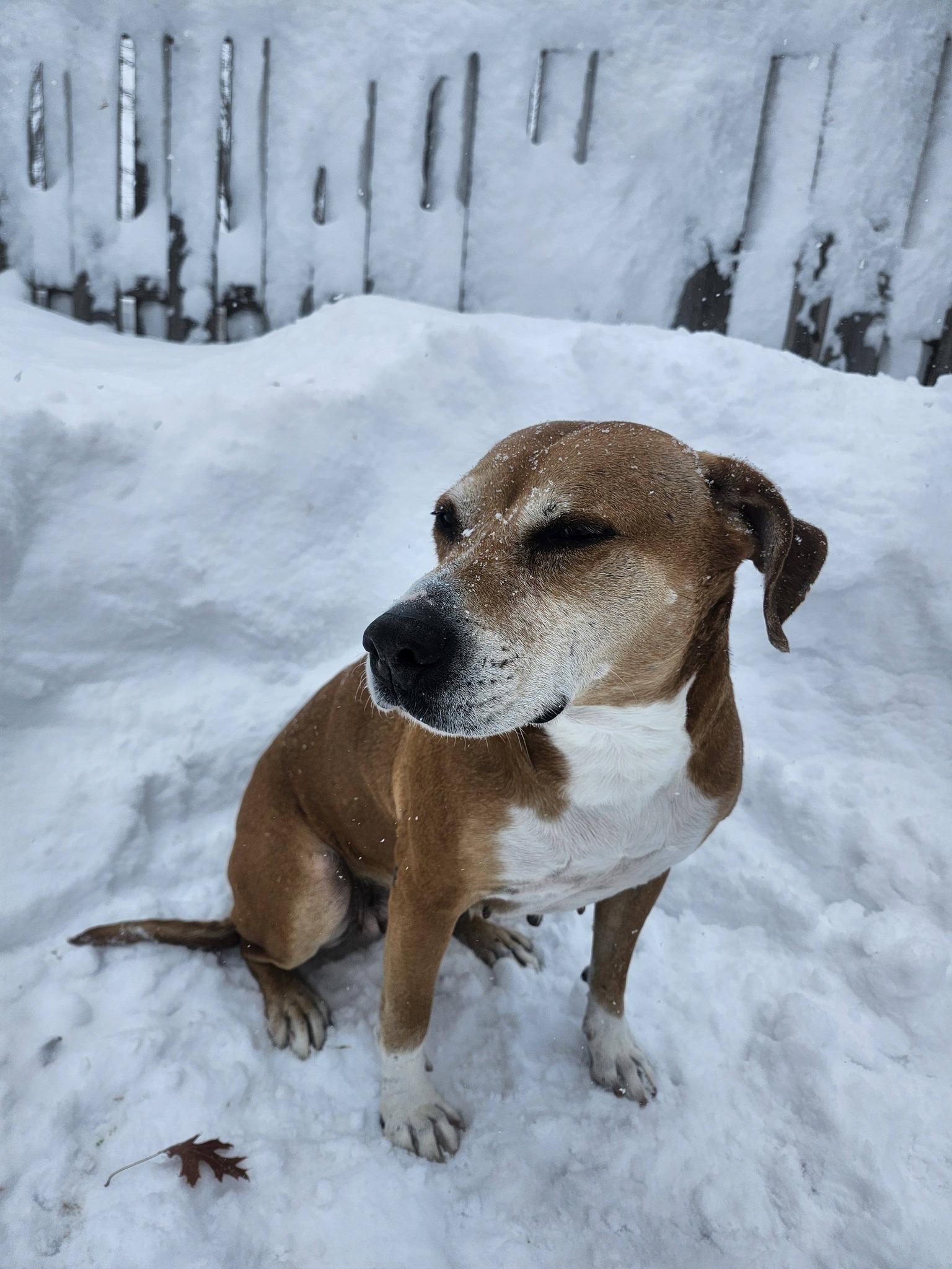 Enlarge Poppy, a ADOPTABLE mixed breed in Whitewater, WI image 3/6
