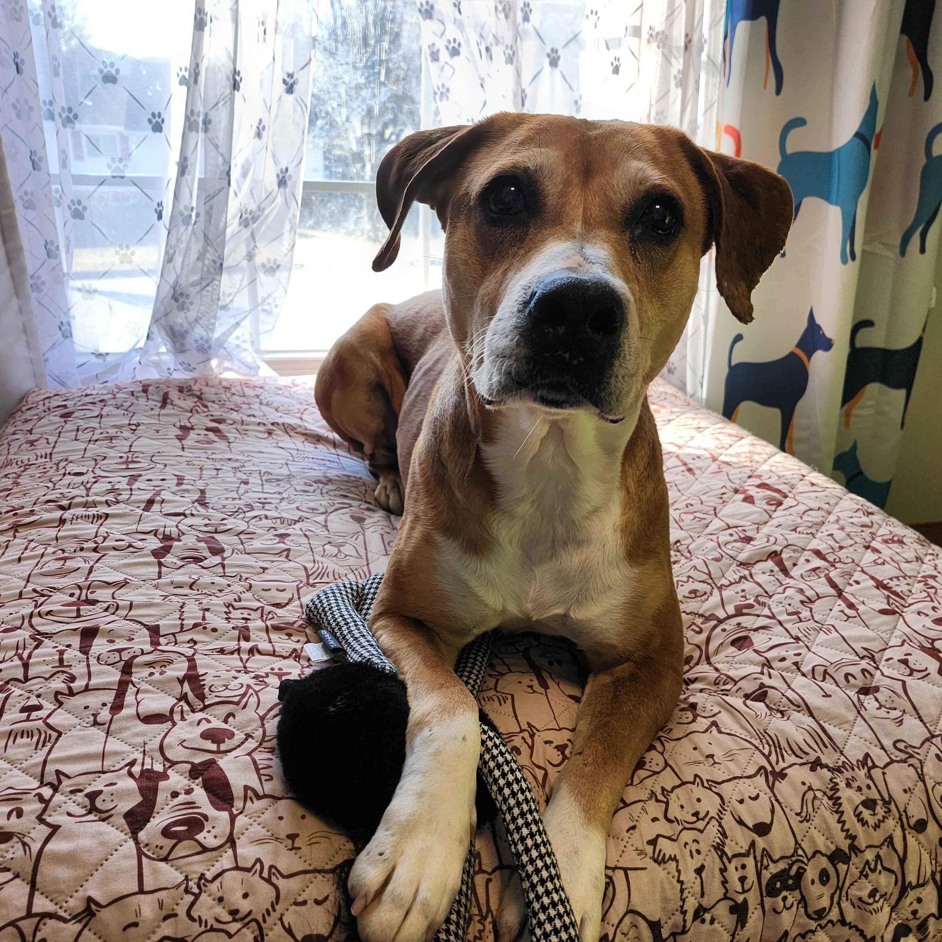Enlarge Poppy, a ADOPTABLE mixed breed in Whitewater, WI image 4/6