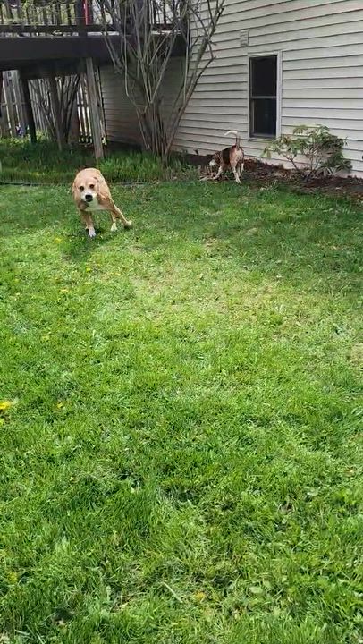 Enlarge Poppy, a ADOPTABLE mixed breed in Whitewater, WI video 6/6