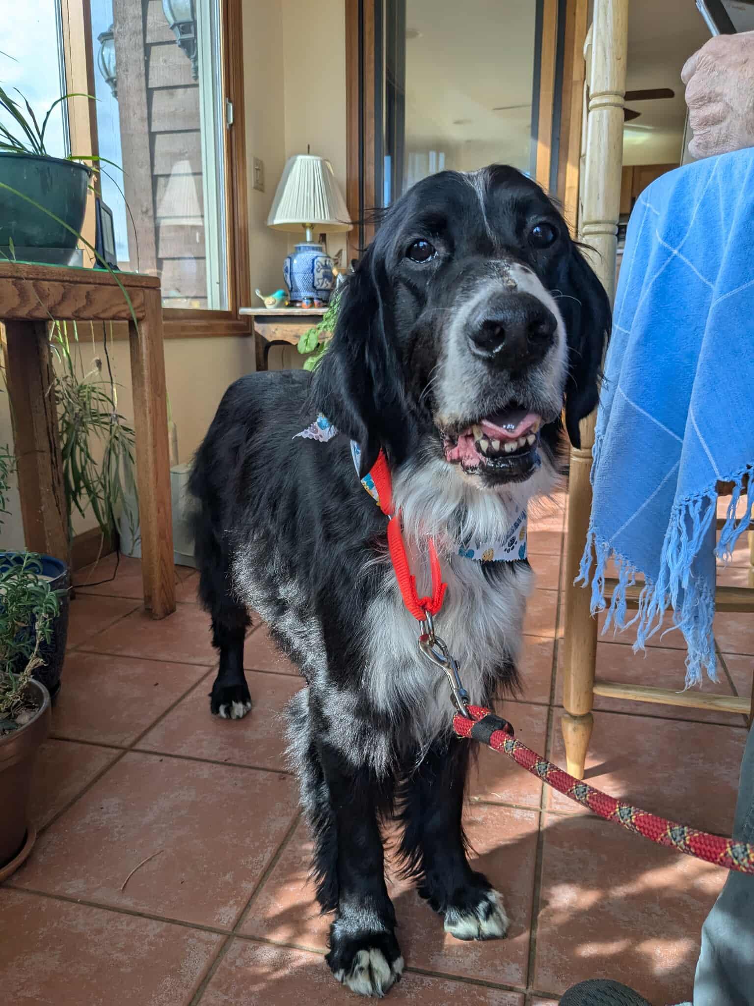 Dustin, a ADOPTABLE mixed breed in Boerne, TX image 1/5