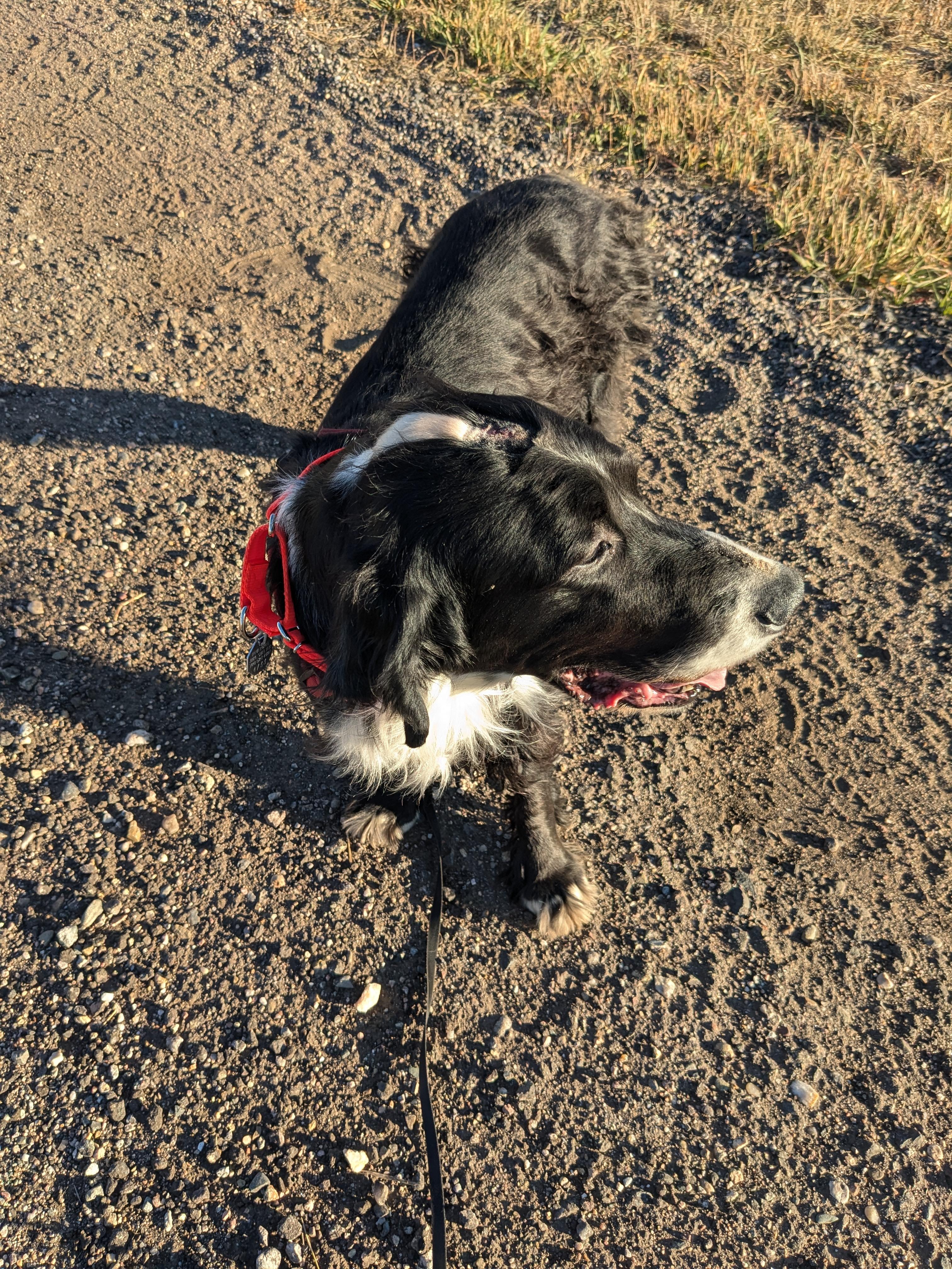 Dustin, a ADOPTABLE mixed breed in Boerne, TX image 3/5