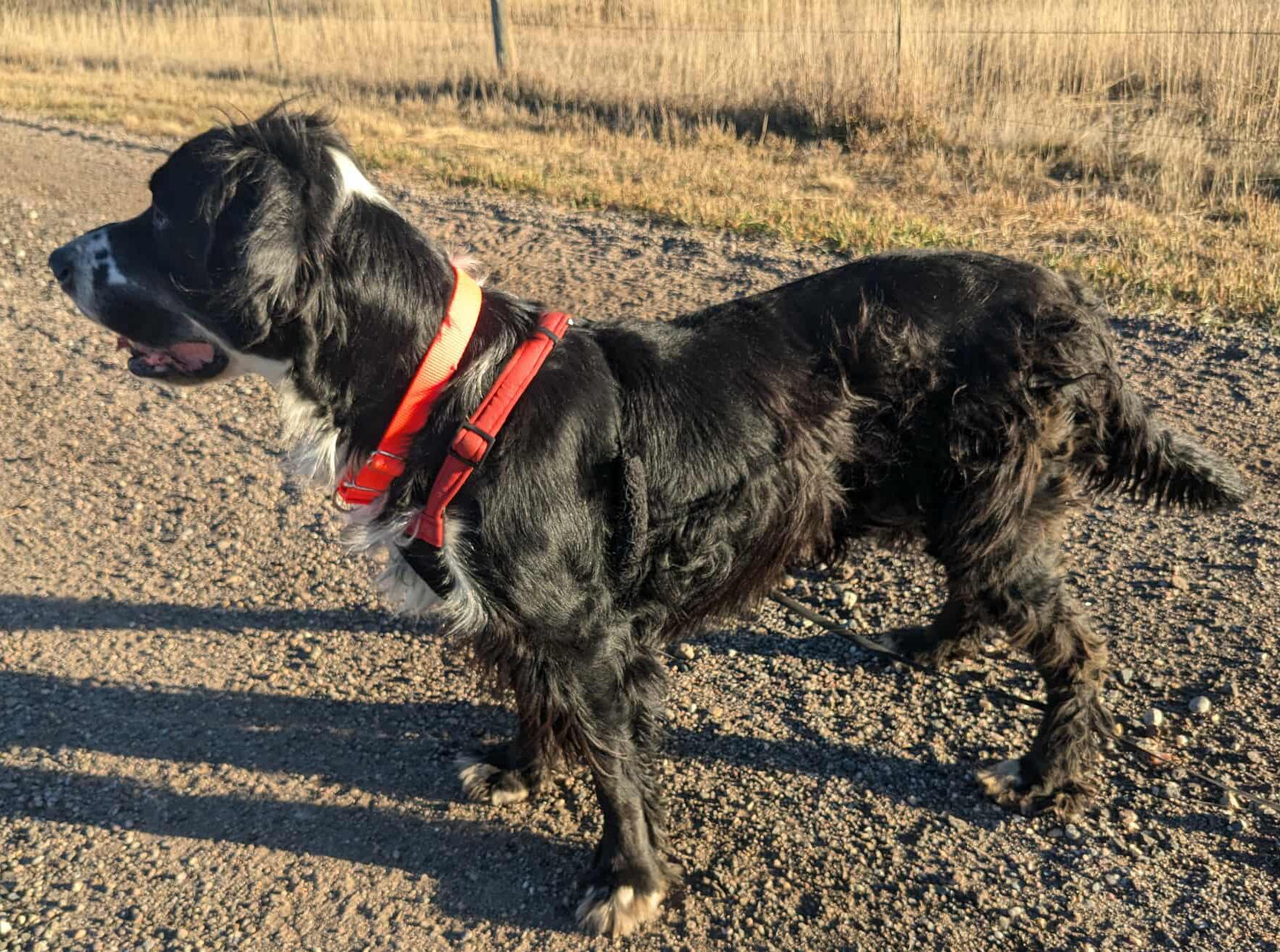 Dustin, a ADOPTABLE mixed breed in Boerne, TX image 4/5