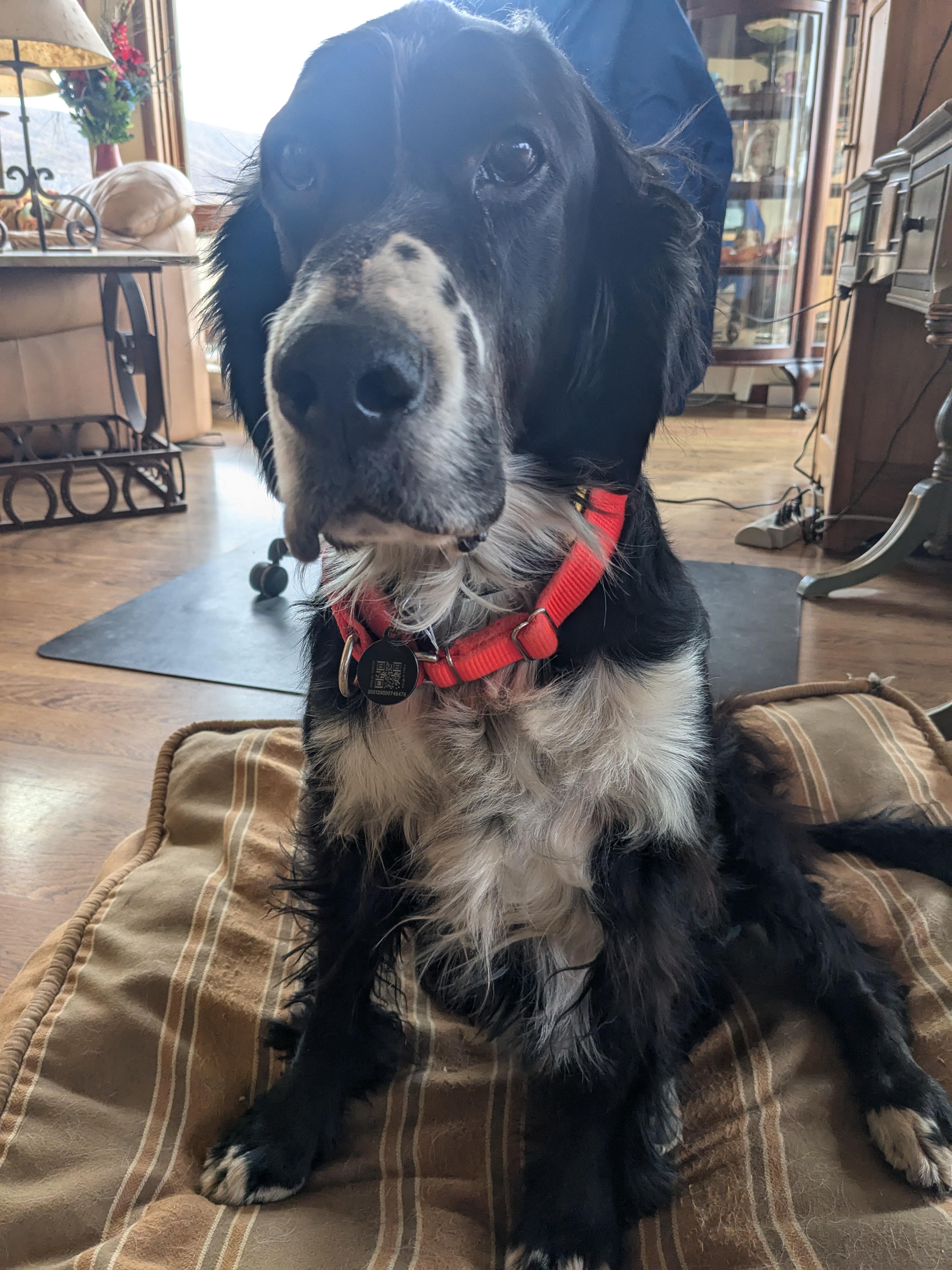 Dustin, a ADOPTABLE mixed breed in Boerne, TX image 5/5