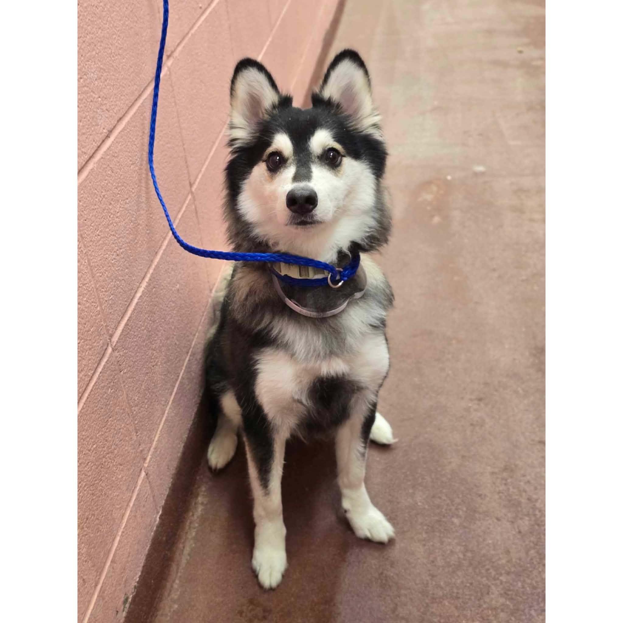 Lily, Adoptable, Young Female Klee Kai.