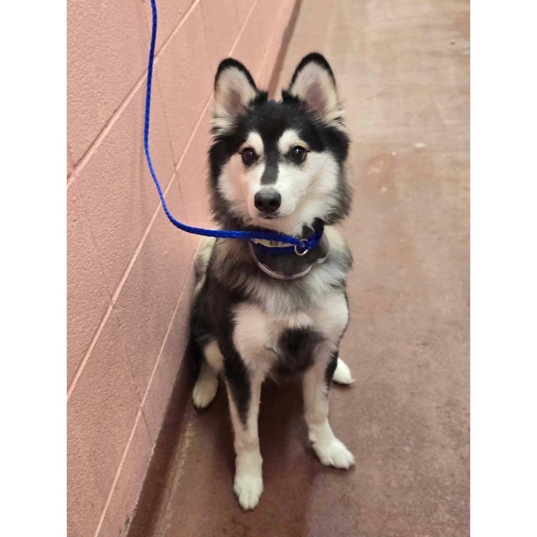 Enlarge Lily, a Adopted mixed breed in Boulder, CO image 3/3