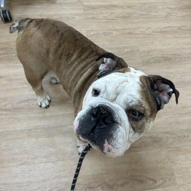 Buddah, "Fat Fat" — thumbnail 2