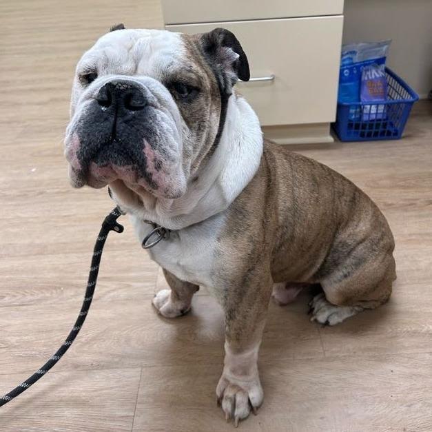 Buddah, "Fat Fat" — thumbnail 3