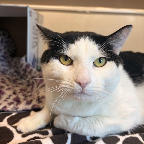 Tommy, Adoptable, Adult Male Domestic Short Hair.