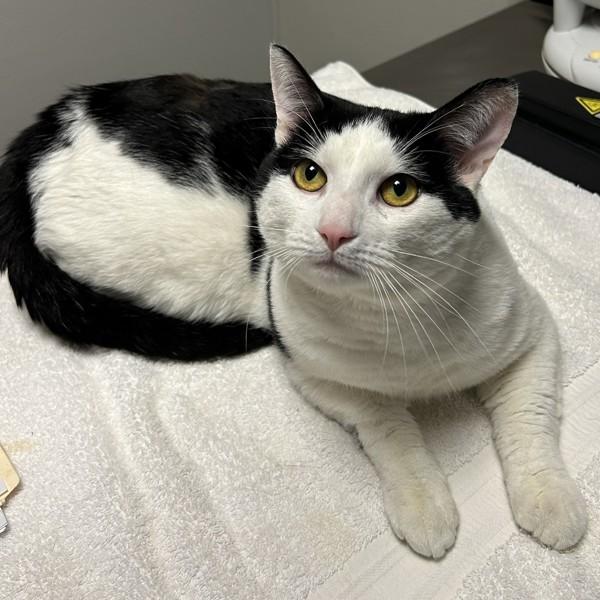 Enlarge Tommy, a Adoptable mixed breed in Dublin, CA image 2/2