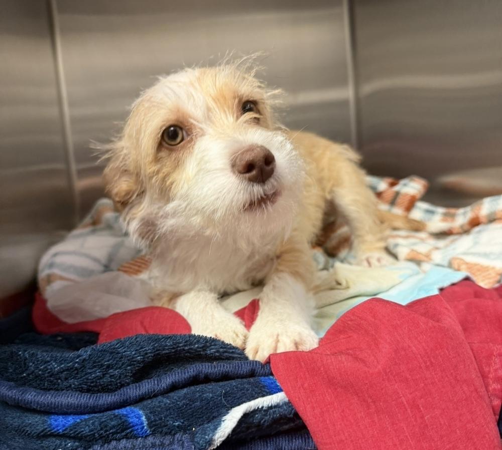 Bap, a Adoptable mixed breed in Cheektowaga, NY image 1/2