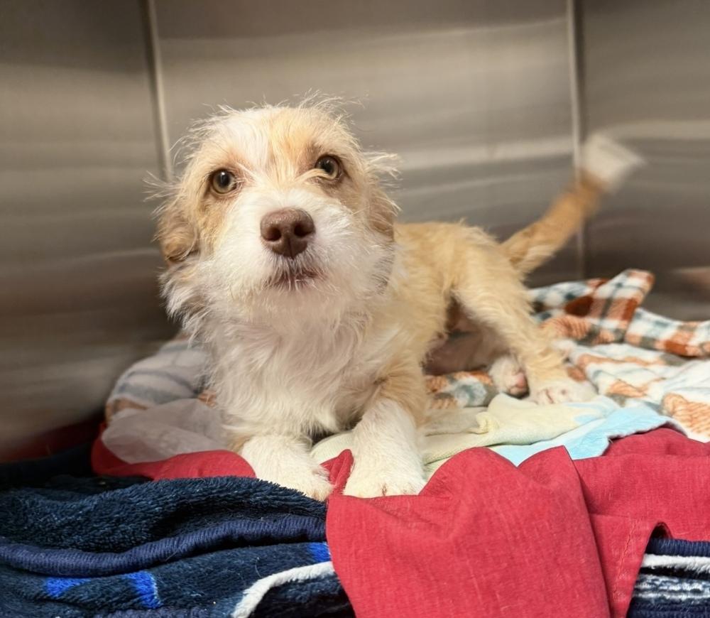 Bap, a Adoptable mixed breed in Cheektowaga, NY image 2/2