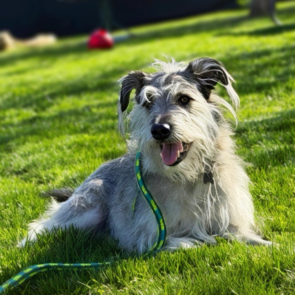 Bridges, Adoptable, Adult Male Wirehaired Terrier & Mixed Breed.
