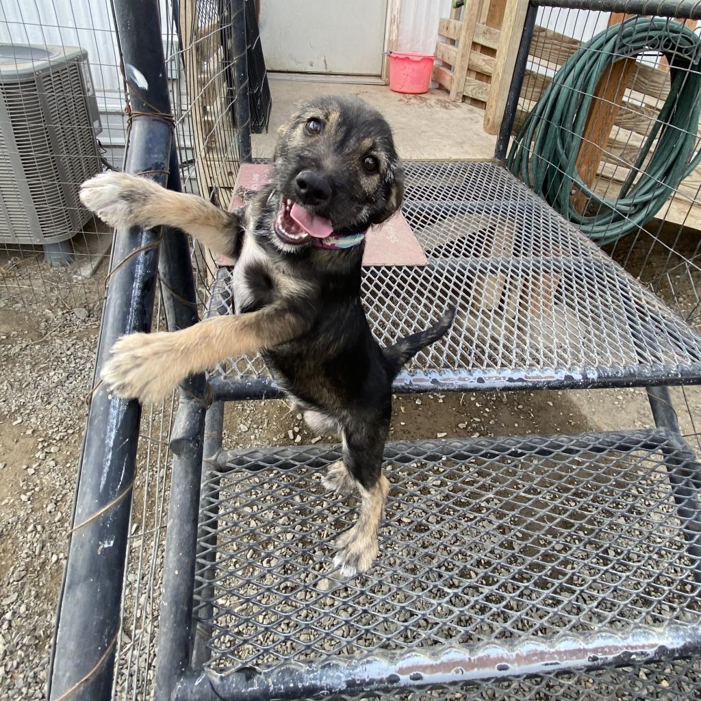 Enlarge Bridges, a Adoptable mixed breed in Benton City, WA image 2/4