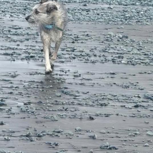 Enlarge Bridges, a Adoptable mixed breed in Benton City, WA image 3/4