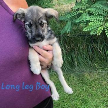 Enlarge Bridges, a Adoptable mixed breed in Benton City, WA image 4/4