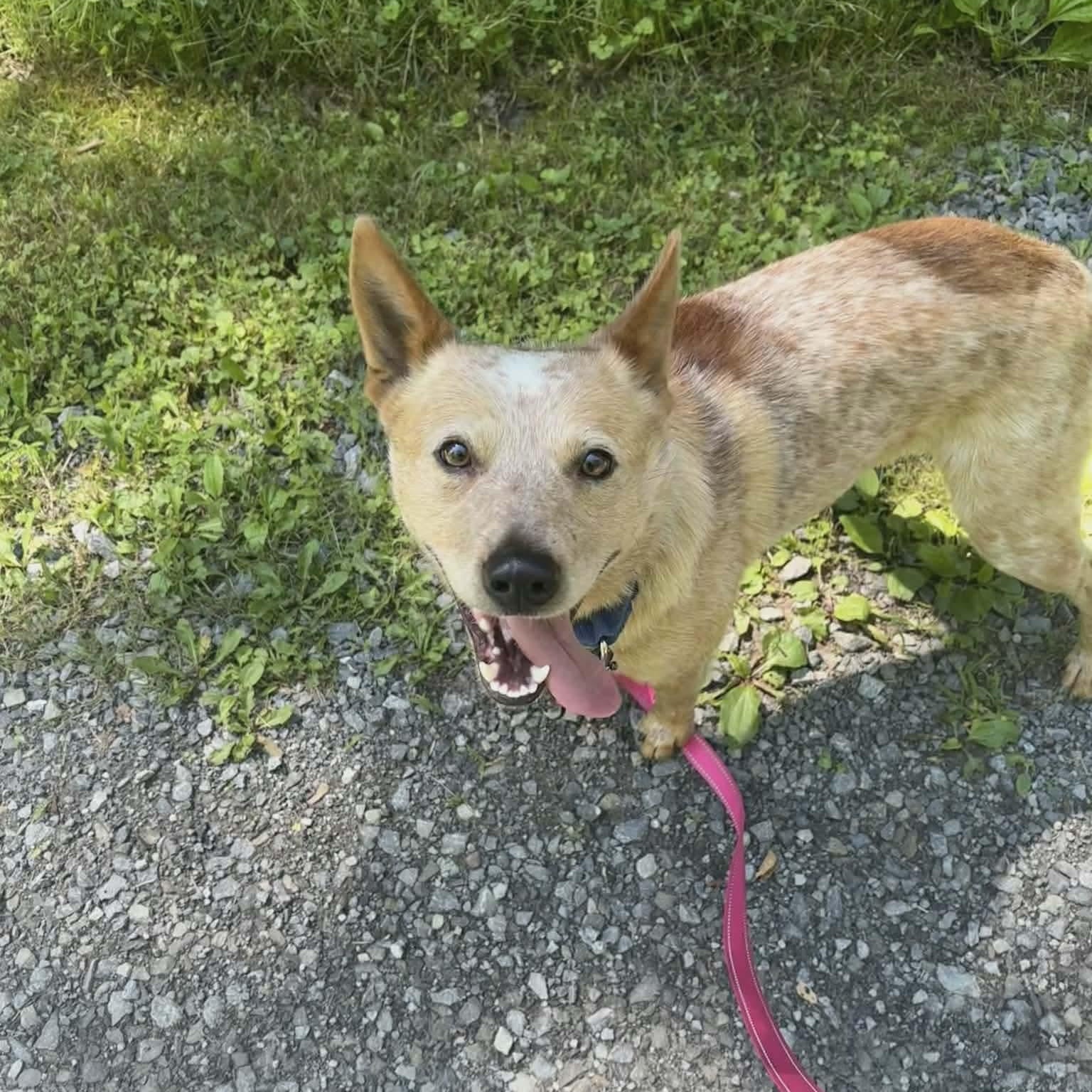 Enlarge Georgie, a ADOPTABLE Cattle Dog in Grafton, WV image 3/5