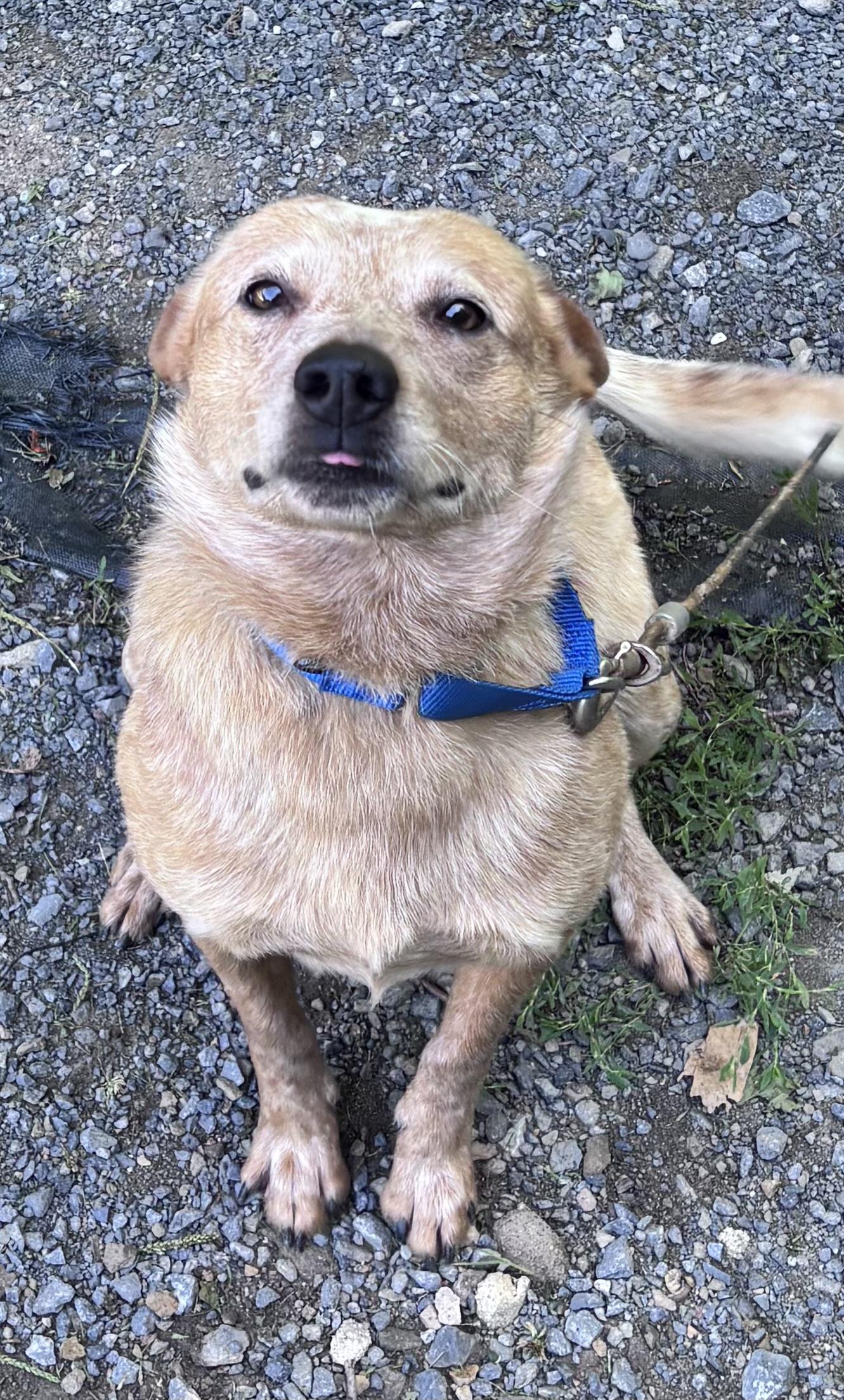 Enlarge Georgie, a ADOPTABLE Cattle Dog in Grafton, WV image 2/5