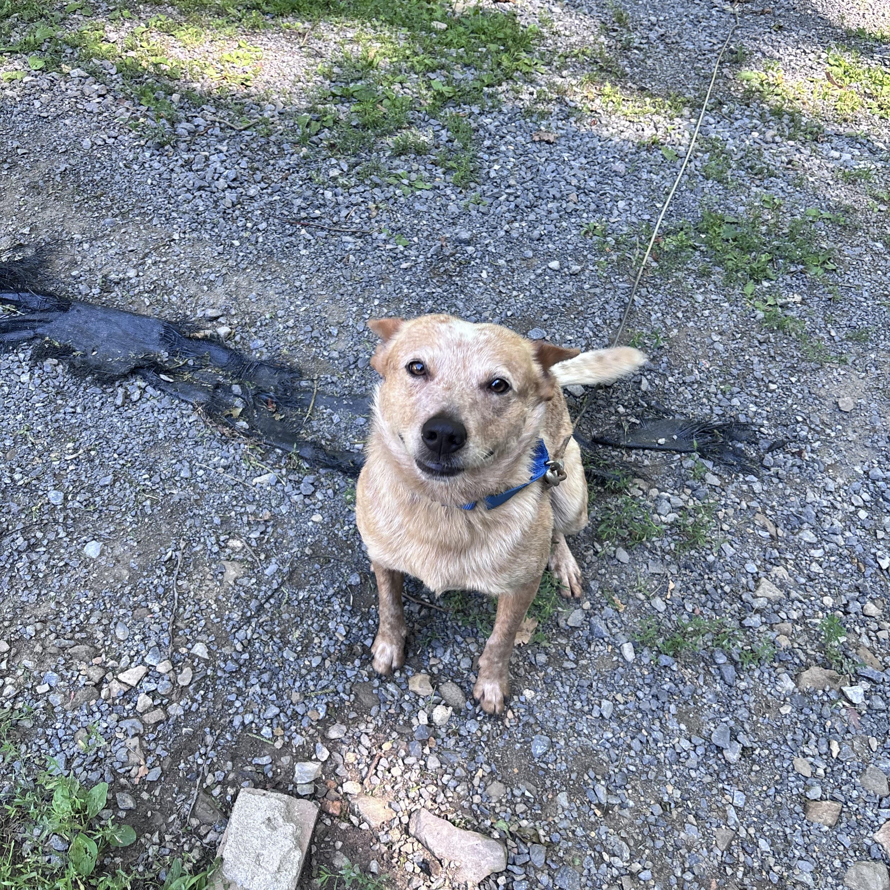 Georgie, ADOPTABLE, Young Male Cattle Dog.