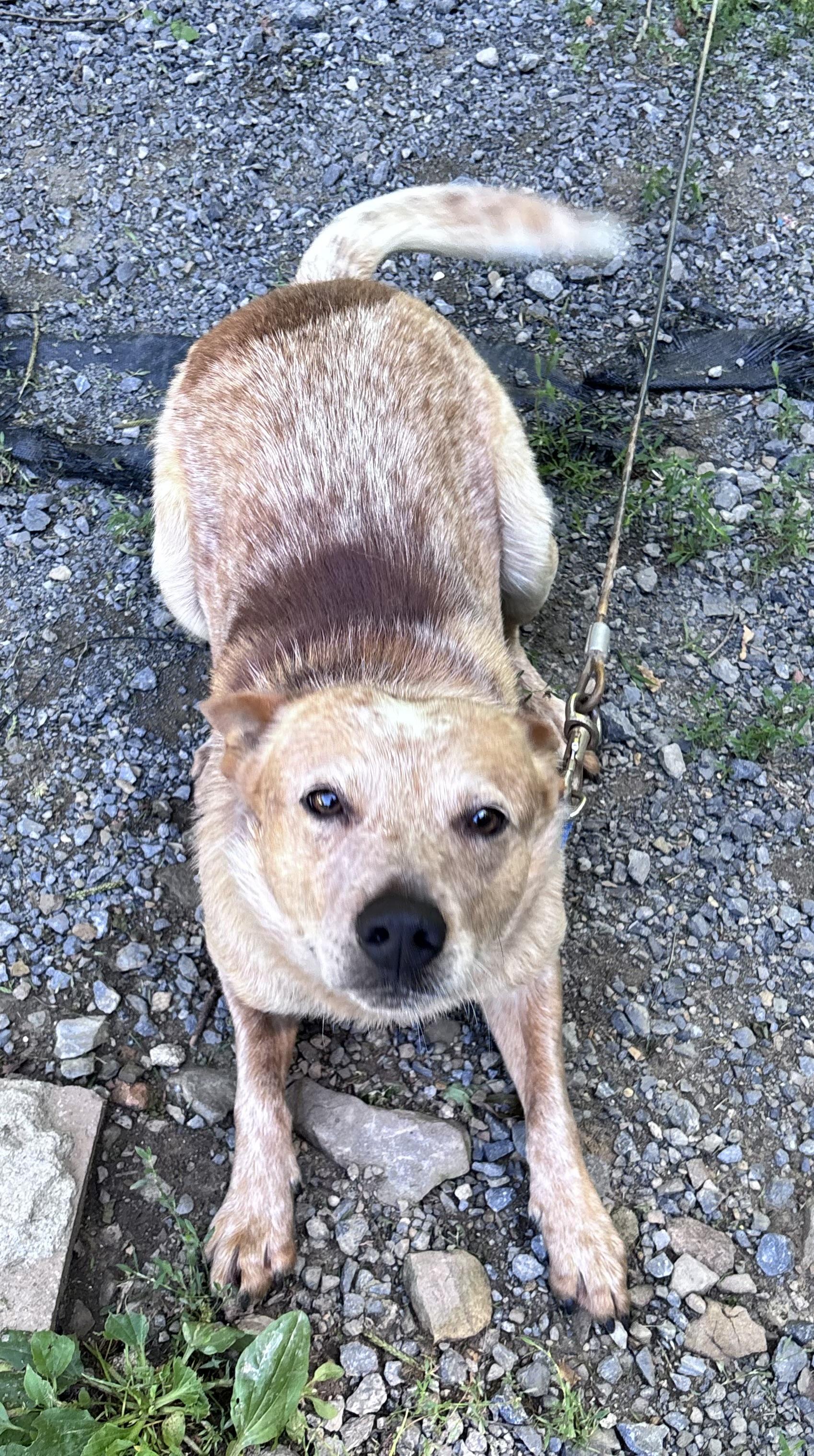 Enlarge Georgie, a ADOPTABLE Cattle Dog in Grafton, WV image 5/5