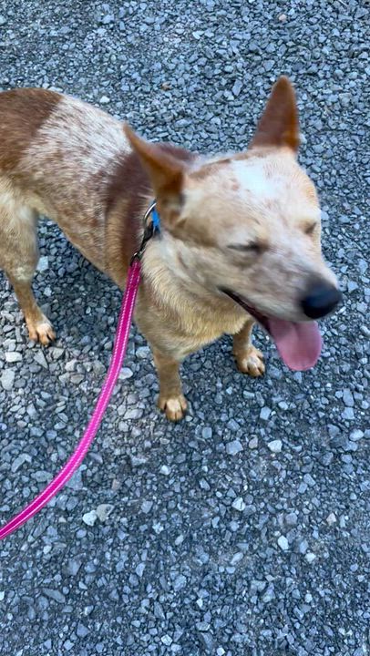 Enlarge Georgie, a ADOPTABLE Cattle Dog in Grafton, WV video 4/5
