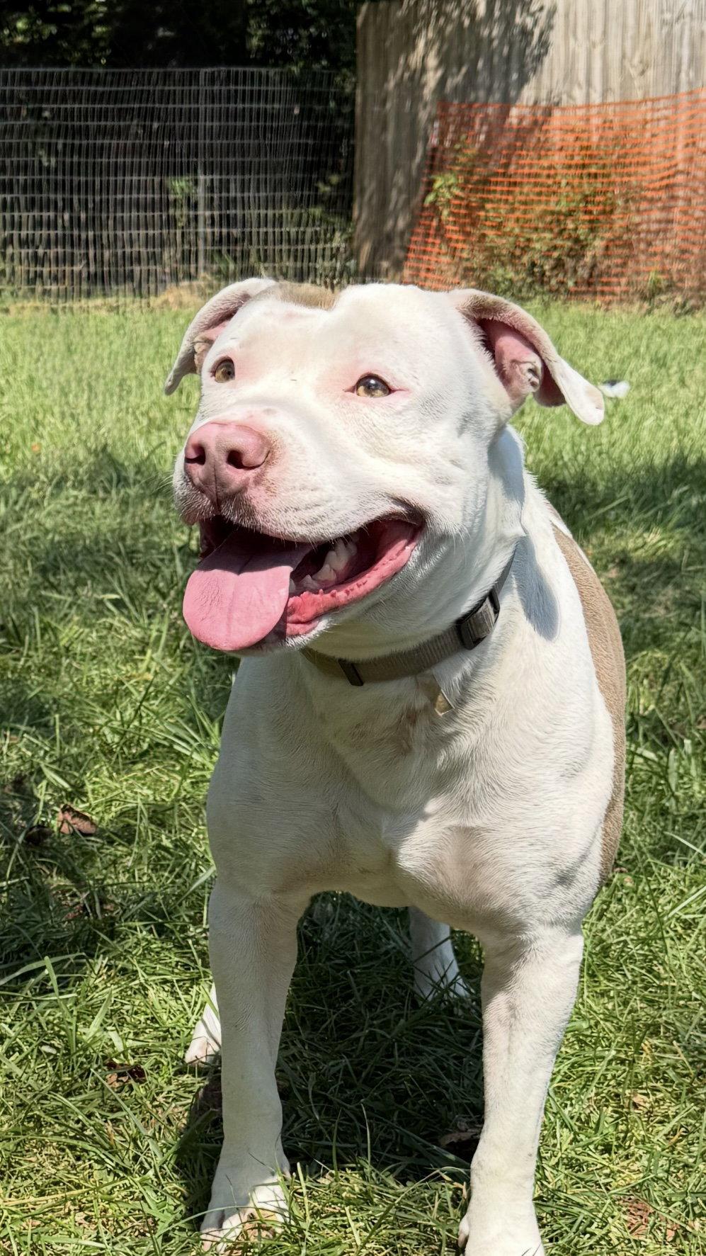 Jake, a Adopted American Bulldog in Mooresville, NC image 2/3