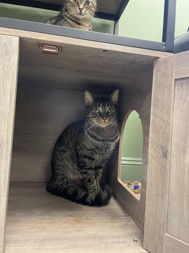 Frack, Adoptable, Young Male Domestic Short Hair & Domestic Short Hair.