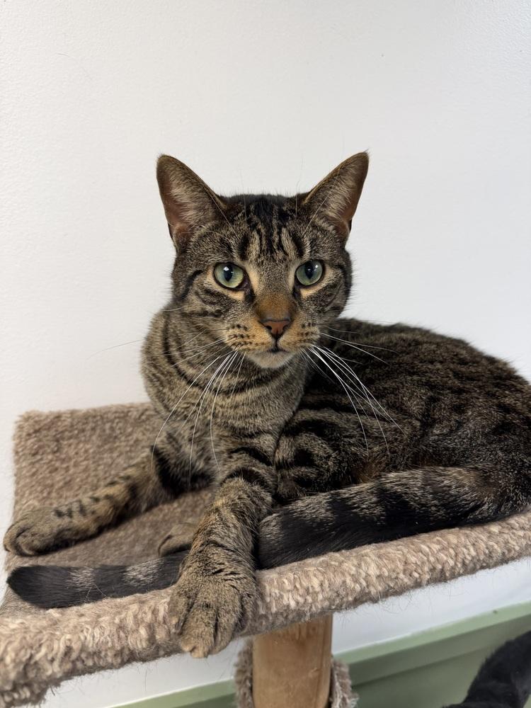 Enlarge Frack, a Adoptable mixed breed in Greene, NY image 2/3