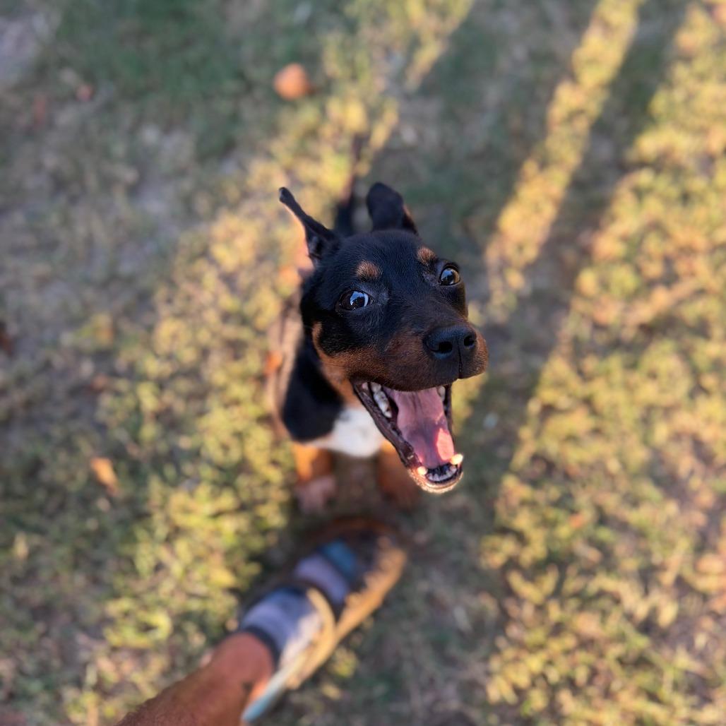 Enlarge Buggy, a Adoptable mixed breed in Fayetteville, AR image 1/6