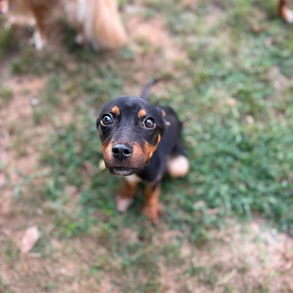Buggy, a Adoptable mixed breed in Fayetteville, AR image 4/4