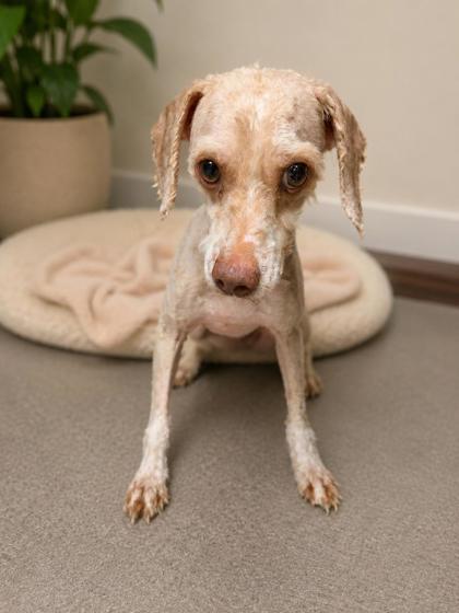 Enlarge Stanley, a Adoptable Poodle in Kinzers , PA image 1/2