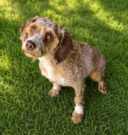 Enlarge Stanley, a Adoptable Poodle in Kinzers , PA image 2/2