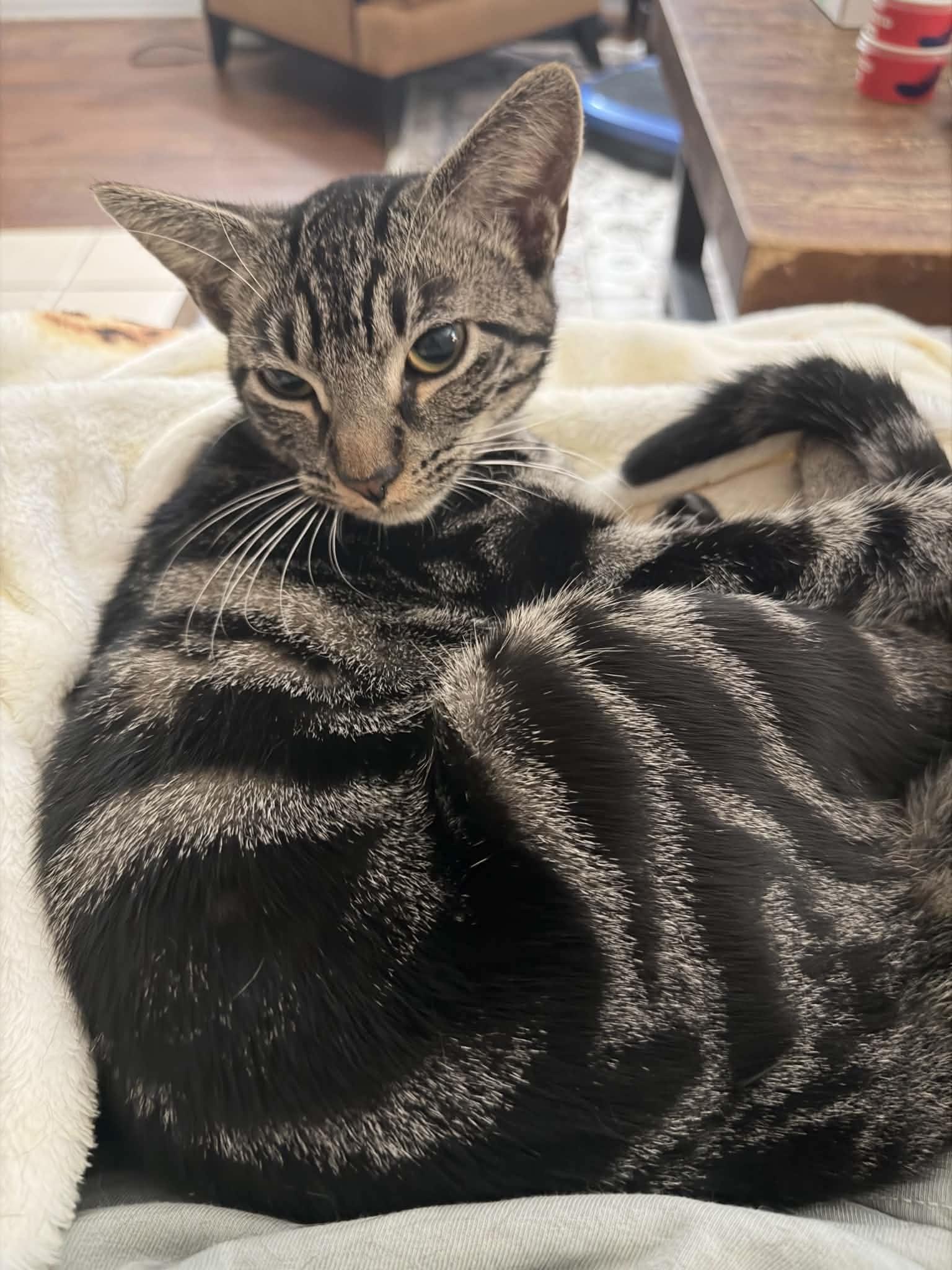 Purrrrfect Tilly, ADOPTABLE, Young Female Tabby & Domestic Short Hair.