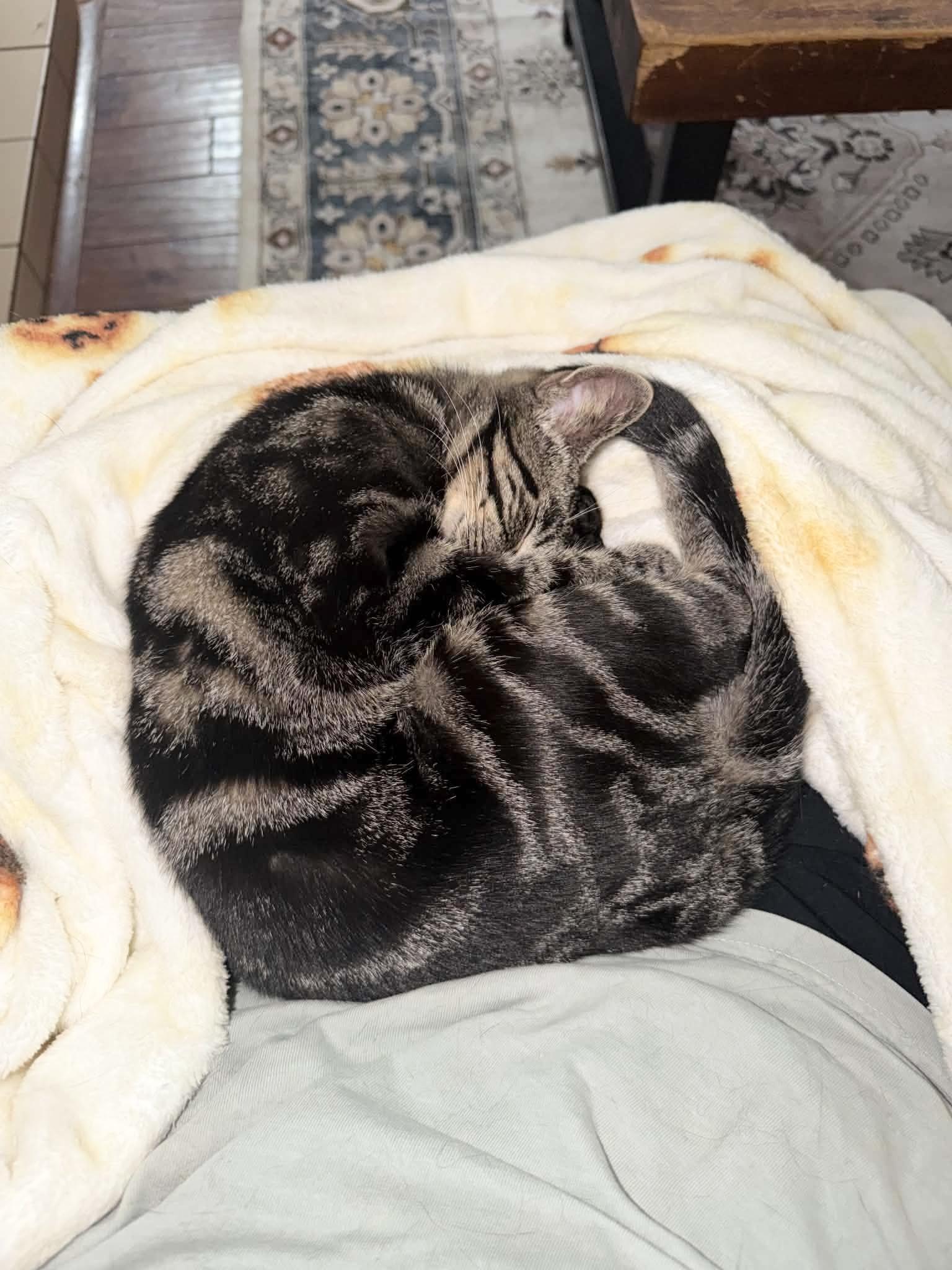 Purrrrfect Tilly, a ADOPTABLE mixed breed in West Hartford , CT image 4/5