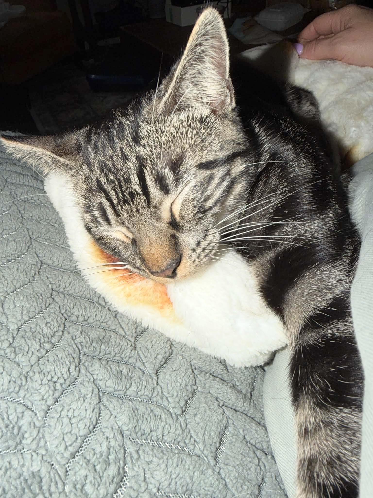 Purrrrfect Tilly, a ADOPTABLE mixed breed in West Hartford , CT image 5/5