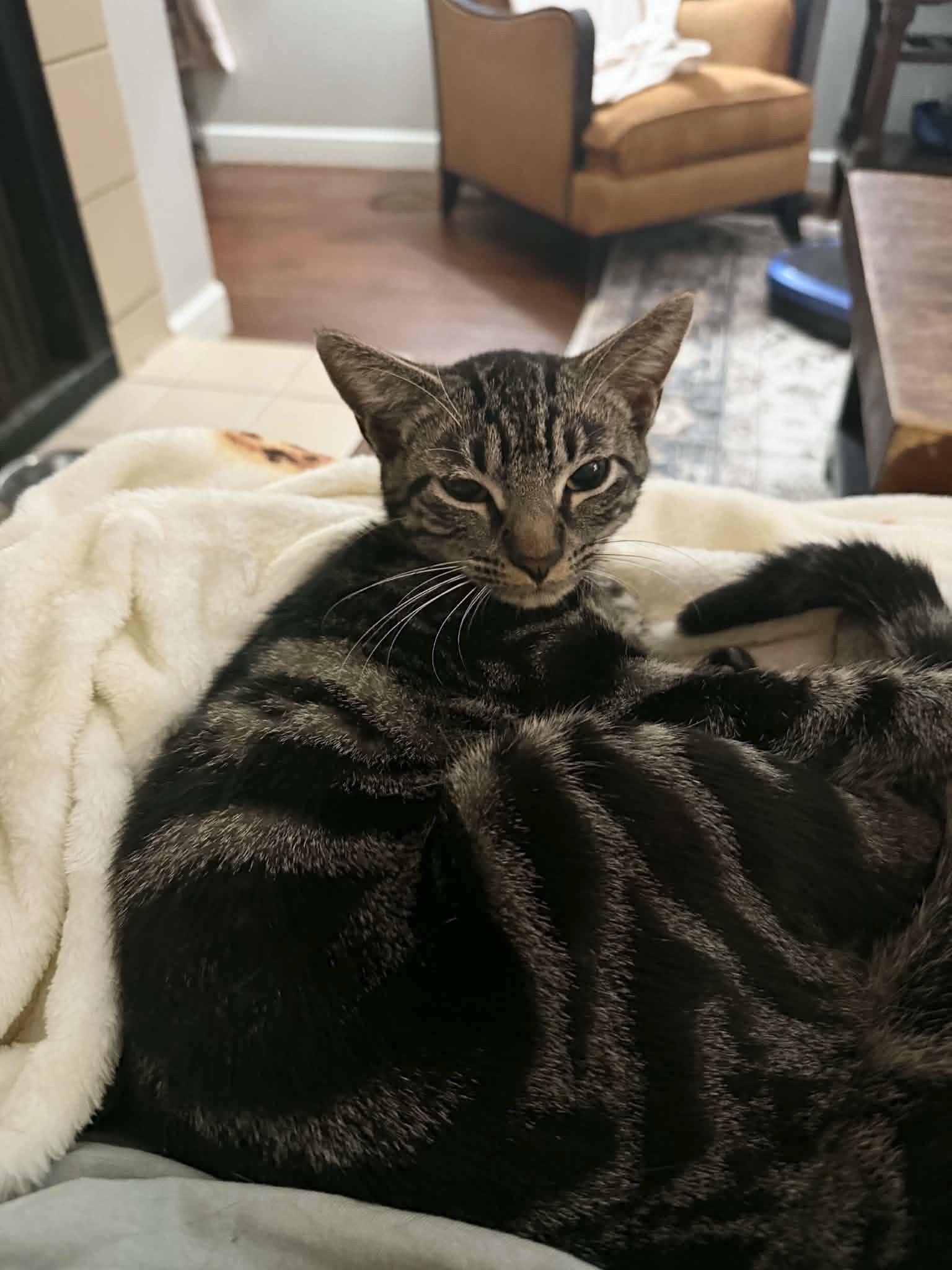 Purrrrfect Tilly, a ADOPTABLE mixed breed in West Hartford , CT image 3/5