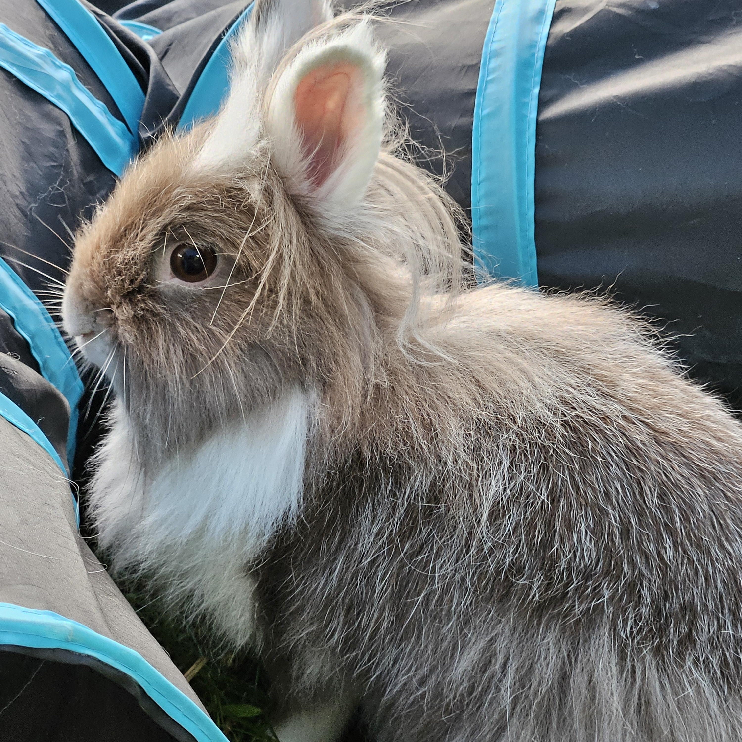 Mushroom, ADOPTABLE, Adult Female Angora Rabbit.