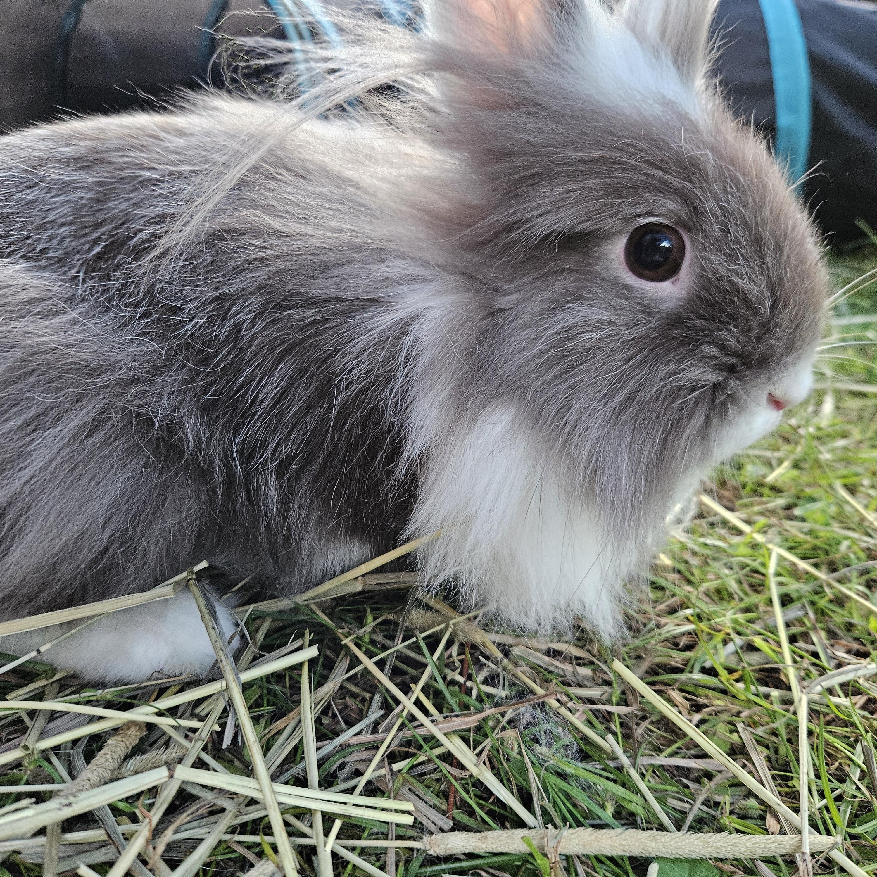 Enlarge Mushroom, a ADOPTABLE Angora Rabbit in FOLEY, AL image 2/2
