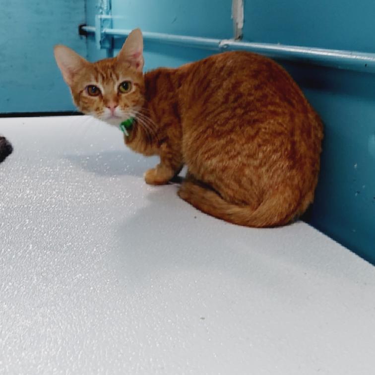 Enlarge Nani, a Adoptable Domestic Short Hair in Aiea, HI image 3/6